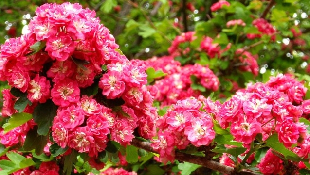 glog pauls scarlet - przepiękne drzewo o różowych wdzięcznych kwiatach